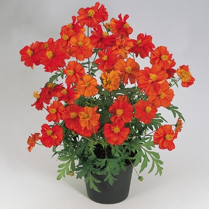 Picture of Cosmos - Cosmic Red